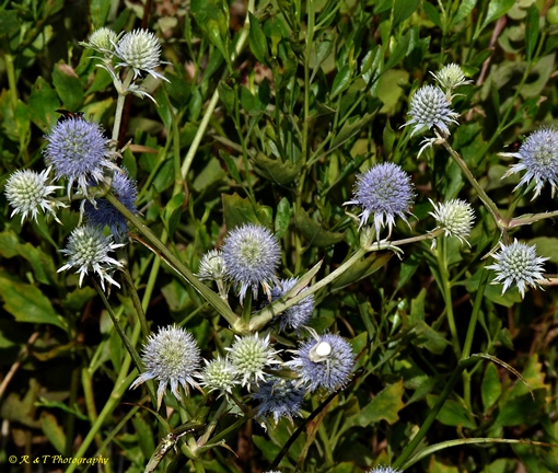 {Eryngium integrifolium}